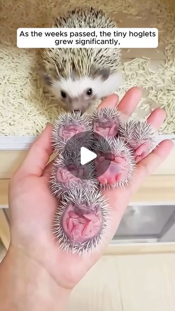 284K likes, 2,178 comments - animallovershnt op March 12, 2024: "Young woman raised little hedgehogs in her house 
#animallove #animalovers #animallovers❤️ #animalrescue #animalsofinsta #rescuesofin...". Cute Baby Animals Pictures, Hedgehog Videos, Baby Animals Adorable, Funny Baby Animals, Hedgehog Bath, Hedgehog Toys, Baby Hedgehogs, Tiny Baby Animals, Pet Hedgehog