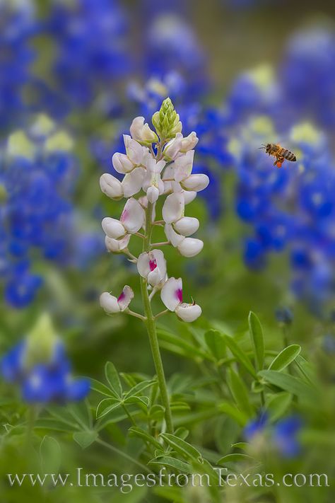 Whitebonnets, Bluebonnets, and a Bee 23 photo Wildflower Chart, White Bonnet, Blue Bonnet, Texas Bluebonnets, Texas Hills, Metallic Paper, Texas Hill Country, The Bee, Blue Bonnets