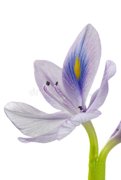 Water Hyacinth. Isolated on white , #AD, #Hyacinth, #Water, #white, #Isolated #ad Water Hyacinth Drawing, Water Hyacinth Flower, Fungi Reference, Dog Line Drawing, Hyacinth Flowers, Rose Crafts, Soap Ideas, Background Green, About Water