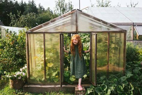 Glass vs Polycarbonate: What is the Best for Your Greenhouse? Heat Tolerant Chicken Breeds, Greenhouse Backyard, Growing Organic Vegetables, Chicken Manure, Chicken Pen, Raise Chickens, Polycarbonate Greenhouse, Polycarbonate Panels, Keeping Chickens