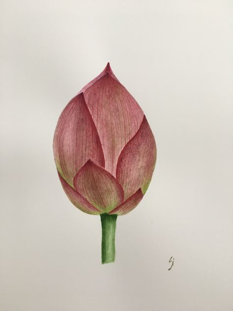 #lotus #bud #drawing #watercolor #botanical Lotus Bud Drawing, Flower Bud Drawing, Bud Drawing, Henna Paisley, Lotus Bud, Lotus Painting, Fabric Painting Techniques, Drawing Now, Drawing Watercolor