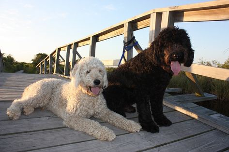 Double Doodle Dogs Info, Temperament, Training, Puppies, Pictures Black Double Doodle Dog, Double Doodle Dog, Double Doodle Puppies, Training Puppies, Double Doodle, Puppies Pictures, Puppy Ideas, Doodle Dogs, Golden Doodles