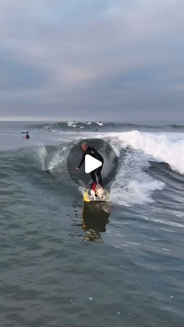 Animals on Instagram: "Chasing waves in California 🏄‍♂️🌊 Video by: @rippinrosiedog & @james_rymer" California Video, April 16, Amazing Nature, Surfing, California, Pet, Dogs, Funny, Animals