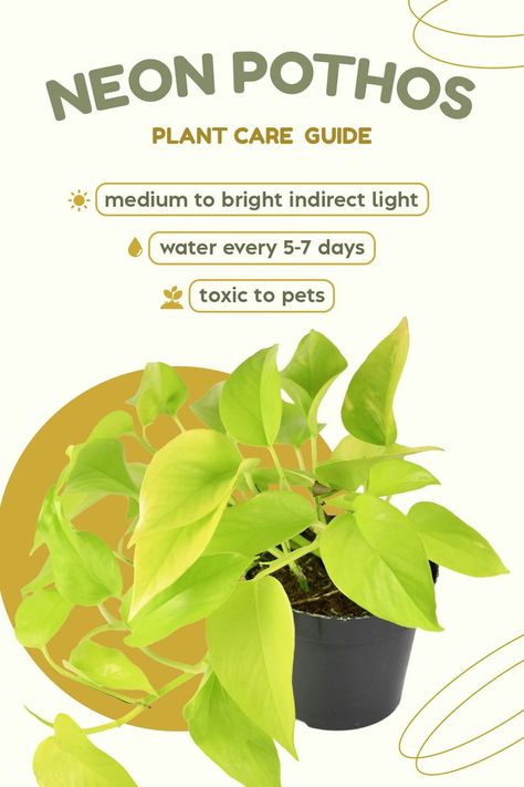 Neon Pothos Plant Care, Neon Pothos Care, Pathos Plant Care, Pathos Plant, Money Plant Care, Pothos Varieties, Pothos Care, Pothos Plant Care, Pothos Plants