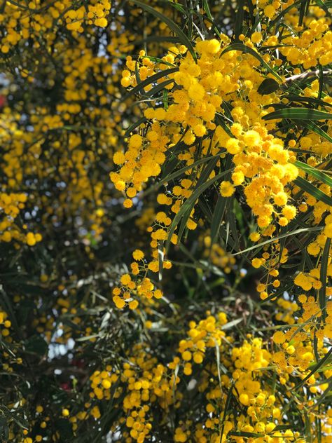 Spain Flowers, Mimosa Flower, Flowers Yellow, Flower Therapy, World Of Color, Mimosa, Spain, Blush, Yellow