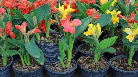 9 Tips for Storing Canna Lily Bulbs This Winter Canna Bulbs, Canna Lily, Lily Bulbs, How To Store, Garden Ideas, Outdoor Living, Lily