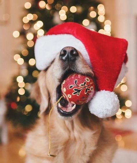 Christmas Dog Photography, Christmas Pet Photos, Dog Christmas Photos, Dog Christmas Pictures, Animal Photoshoot, Merry Christmas Dog, Golden Retriever Christmas, Dog Xmas, Dog Christmas Card