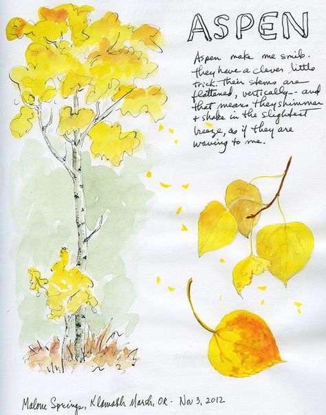 Aspen Tree Sketch | Recent Photos The Commons Getty Collection Galleries World Map App ... Aspen Leaves Tattoo, Aspen Leaves Drawing, Aspen Drawing, Watercolor Aspen Trees, Aspen Tree Drawing, Tree Tattoo Simple, Quaking Aspen Tree Tattoo, Aspen Leaf Tattoo, Aspen Tree Line Drawing