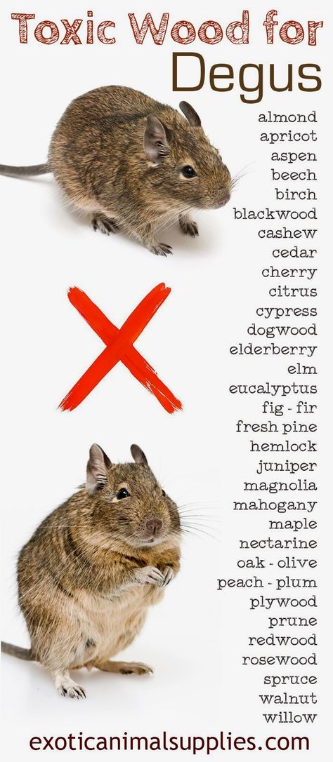 Keep your pet degu safe and happy with this list of safe wood for degus. Make sure their toys, chews, and cages are safe by avoiding any materials on the toxic wood list. They will be entertained and… Degu Cage, Animals And Pet Supplies, Puppies Cutest, Diy Pet Toys, Animal Supplies, Dog Insurance, Pocket Pet, Healthy Pets, Pet Care Tips