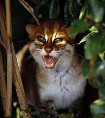 Flat-headed Cat - Prionailurus planiceps | April 21, 2017 at… | Flickr Flat Headed Cat, Rusty Spotted Cat, Wild Cat Species, Small Wild Cats, Sand Cat, Spotted Cat, Animal Instinct, Cat Species, Clouded Leopard