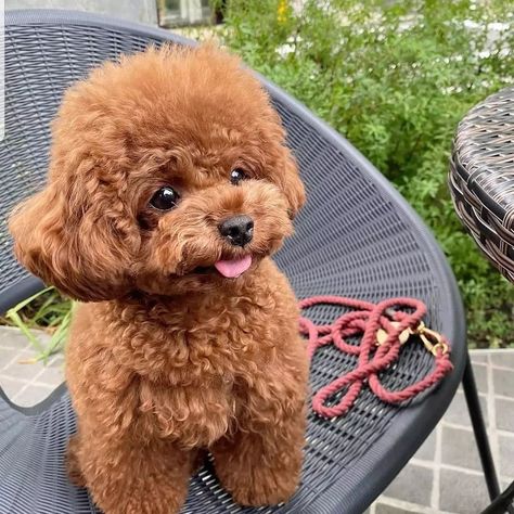 Micro Poodle, Teddy Bear Poodle, Mini Poodle Puppy, Cute Fluffy Puppies, Cute Poodle, Smartest Dog Breeds, Mini Poodle, Poodle Puppies For Sale