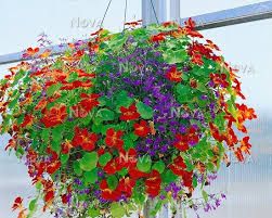 Nasturtiums In The Garden, Nasturtium Balcony, Nasturtium Hanging Basket, Nasturtium Vine, Nasturtium Window Boxes, Flower Pot Ideas, Pot Ideas, Hanging Basket, Container Garden