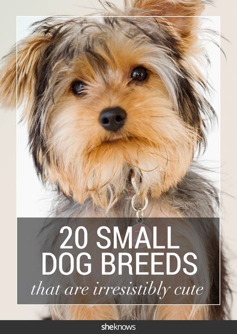 20 small dog breeds that are the cutest creatures on the planet. #puppies Cute Tiny Dogs, Dog Breeds Chart, Cutest Small Dog Breeds, Miniature Dog Breeds, Cavachon Dog, Big Buck, Cute Small Dogs, Dog Breeds List, Dog Toilet