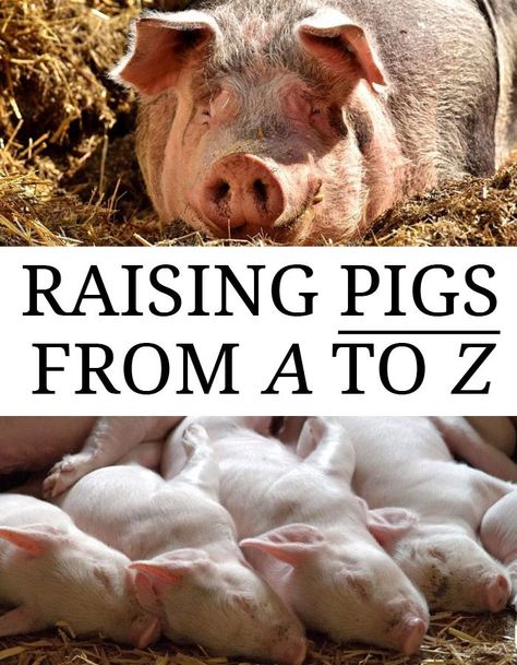 Raising Pigs from A to Z Pig Pins Ideas, Hog Pins Ideas, Pig Pin Ideas, Pig Farming Ideas, Pig Pen Ideas, Pig Raising, Pig Enclosure, Pig Rearing, Pastured Pigs