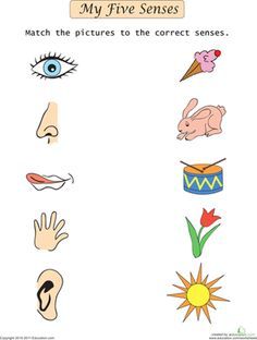 5 Senses Worksheet, My 5 Senses, Five Senses Worksheet, Five Senses Preschool, Preschool Worksheets Free Printables, Senses Preschool, My Five Senses, Body Parts Preschool, Senses Activities