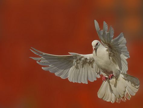 White Dove | Sorry i have nothing new to upload at the mo, t… | Flickr Dove Reference, Flying Dove, Nothing's New, Dove Paintings, Dove White, Dove Wings, Dove Photo, White Dove, White Dove Photography