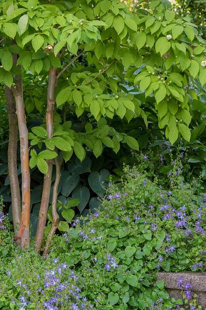 Stewartia pseudocamellia & Campanula portenschlagiana Stewartias produce camellia-like white single flowers in June and July, as seen here. They are also popular for their interesting bark. Campanula portenschlagiana is good for stabilizing steep slopes, but can be invasive and overgrowing other plants. From our garden. Stewartia Pseudocamellia, Campanula Portenschlagiana, Single Flowers, And July, Single Flower, Front Garden, Herbs, Trees, Canning