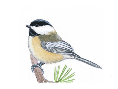 Chickadee Pictures, Chickadee Drawing, Cardinal Birds Art, Farm Animal Paintings, Chickadee Art, Chickadee Bird, Watercolor Art Journal, Chickadees, Diy Watercolor Painting