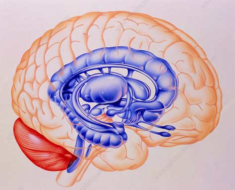 Illustration of the limbic system of the brain - Stock Image - P330/0151 - Science Photo Library Limbic System Brain, Aesthetic Brain, Human Brain Diagram, Abc Illustration, Brain Diagram, Brain Vector, Anatomy Images, Systems Art, Fun Educational Activities