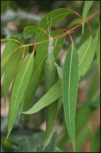 Types Of Camouflage, Eucalyptus Camaldulensis, Cool Insects, Stick Insect, Cool Bugs, Beautiful Bugs, Creepy Crawlies, Arthropods, Arachnids