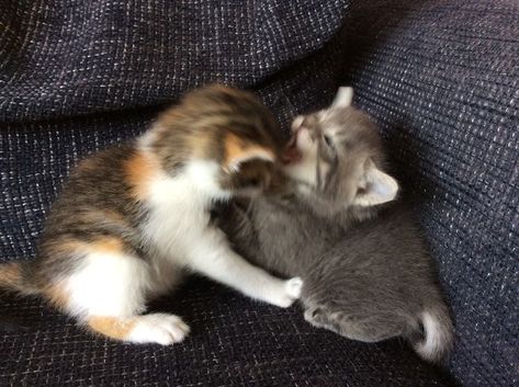 Two Kittens, Feline, Kittens