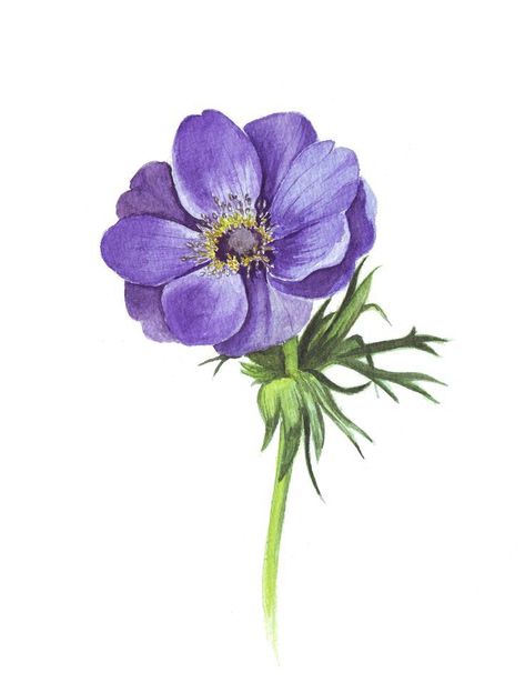 Anemone Flower Illustration, Anemone Flower Drawing, Anemone Illustration, Anemone Drawing, Watercolor Templates, Botany Illustration, Modern Watercolor Art, Watercolor Flower Background, Flower Drawing Tutorials