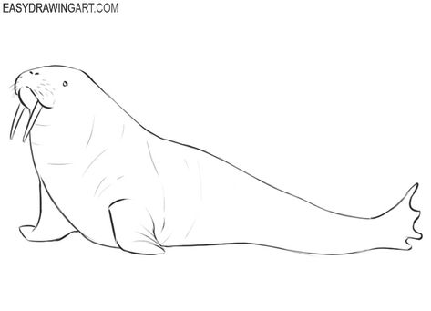 How to Draw a Walrus | Easy Drawing Art Walrus Drawing Easy, Cute Walrus Drawing, Walrus Sketch, Mammals Drawing, Walrus Tattoo, Walrus Drawing, Simple Step By Step Drawing, Ideas For Notebooks, Paper Layering