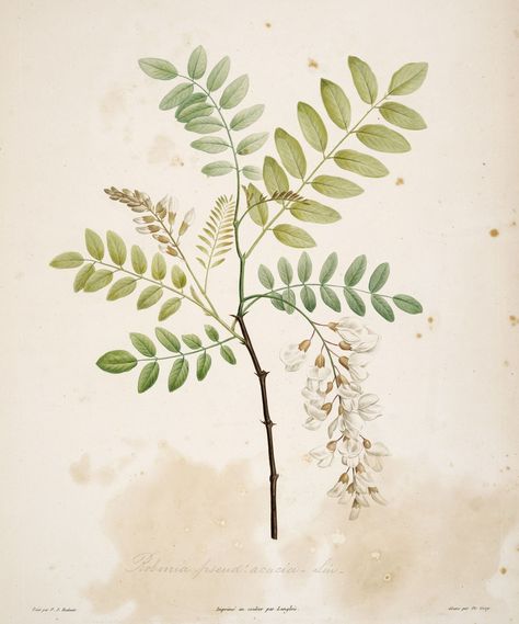 Robinier faux-acacia -- Robinia pseudoacacia. Gravure botanique de Rousseau. Flowers Language, Tatto Sleeve, Robinia Pseudoacacia, Botanical Posters, Acacia Tree, Illustration Botanique, Wedding Clipart, Digital Flowers, Flower Illustration