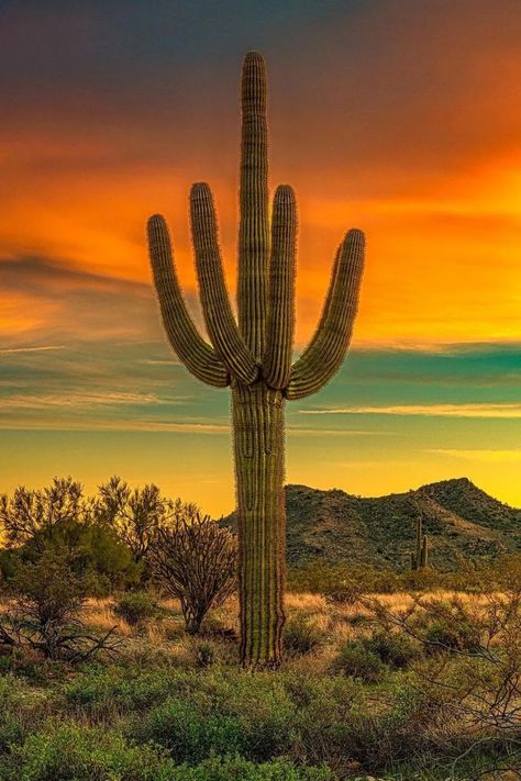 The iconic Saguaro Cactus, native to the southwestern United States, stands tall with distinctive arms and ribbed structure. Plant lovers are drawn to its striking appearance and symbolic representation of arid landscapes. Uncover nurturing secrets in our article, featuring care techniques, growth expectations, and cultural significance of this majestic desert plant. Photo Credit: @this.is.arizona https://bonsaimary.com/saguaro-cactus.html Arizona Beauty, Desert Scenes, Monument Valley Arizona, Nature Wonders, Cactus Paintings, Desert Places, Desert Aesthetic, Arizona Sunset, Cactus Care