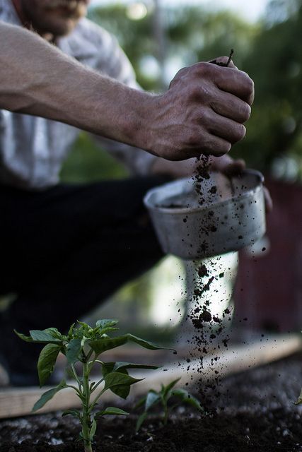 {homestead} Veggies Garden, Gardening Photography, Garden Photography, Planting Vegetables, Organic Farming, Gardening For Beginners, Kitchen Garden, Blue Mountain, Permaculture