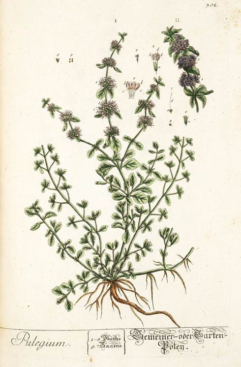 Herb Tattoo, Flower Tat, Bulk Herbs, Aromatic Plant, Early Middle Ages, Herbal Teas, Monterey Bay, Scientific Illustration, Beautiful Apartments