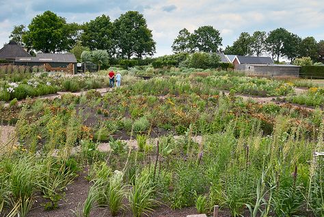 Setting Out A Perennial Planting Plan - Step By Step • Perennial Meadows Perennial Meadow, Meadow Yard Landscape, Lawn To Meadow, Perennial Meadow Garden, Meadow Planting, Woodland Planting Scheme, Cornwall House, Meadow Garden, Planting Plan