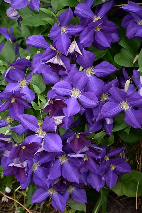 Clematis Vine Trellis, Jackmanii Clematis, Cover For Patio, Evergreen Clematis, Clematis Care, Clematis Jackmanii, Clematis Trellis, Clematis Armandii, Clematis Varieties