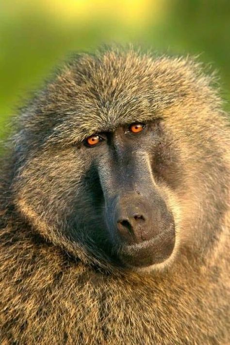 Olive Baboon, Hamadryas Baboon, Chacma Baboon, Mixed Animals, Monkey Species, Fakemon Ideas, African Savannah, Central Africa, South Central