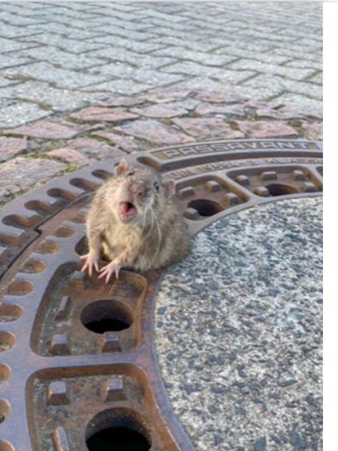 Sewer Grate, Sewer Rat, Fat Rat, Female Firefighter Quotes, Firefighter Quotes Funny, Firefighter Love, Manhole Cover, Cute Rats, Interesting Animals