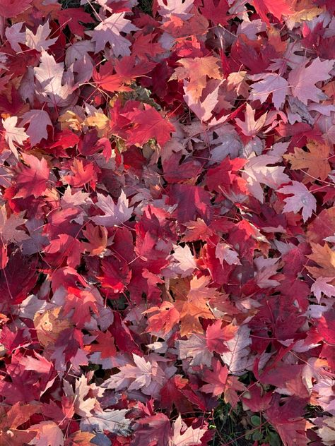 Red fall leaves. #fall #leaves #autumn #canada Red Fall Asthetic, Red Fall Background, Fall Red Aesthetic, Red Leaves Aesthetic, Red Autumn Aesthetic, Red Fall Aesthetic, Red Astethics, Red Scenery, Collection Moodboard