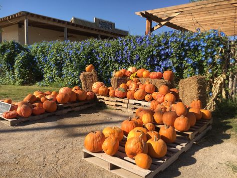 Pumpkin display ideas from the Balzano Family Pumpkin Patch. Home Pumpkin Patch Ideas, Pumpkin Patch Display Ideas, Small Pumpkin Patch, Pumpkin Patch Ideas, Pumpkin Patch Decoration, Pumpkin Patch Business, Farm Market Ideas, Pallet Pumpkin, Pumpkin Patch Farm