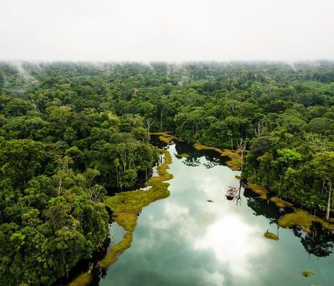 Amazon Rainforest Peru River Scenery, Amazon Forest, Amazon River, Amazon Rainforest, Things To Know, Adventure Time, Ecuador, Outdoors Adventure, Bing Images