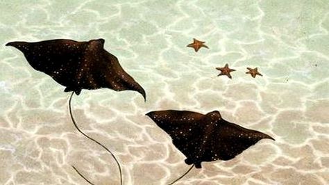 STING RAYS Stingray Wallpaper Laptop, Sting Rays, Pet Frogs, Manta Ray, Marine Biology, Computer Wallpaper, Laptop Wallpaper, Art References, Ocean Life