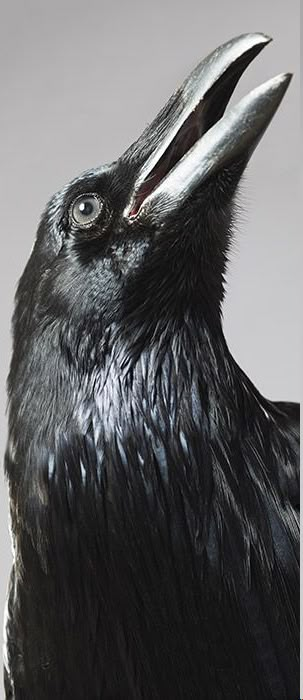 Photo © Alexander von Reiswitz Raven Meaning, Crow Symbolism, Raven Symbolism, Crow Pictures, Tattoo Animals, Raven Bird, Crow Art, The Scientist, Raven Art