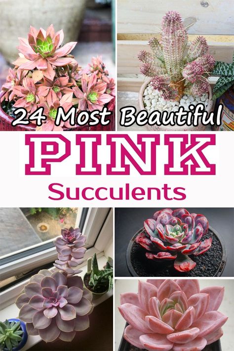 Pink Succulents Plants, Pink Houseplants, Pink Succulents, Succulent Garden Outdoor, Potting Bench Ideas, Succulent Landscape, Pink Plants, Succulent Landscape Design, Ghost Plant