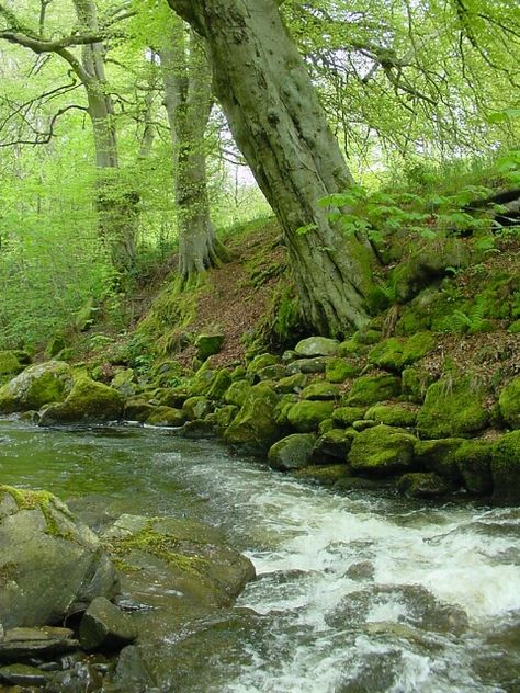 The Birks O Aberfeldy, Scotland - Photograph at BetterPhoto.com Aberfeldy Scotland, Hell Lila, Wild Thyme, Empty House, Robert Burns, River Bank, Green Water, Fast Moving, Green Wood