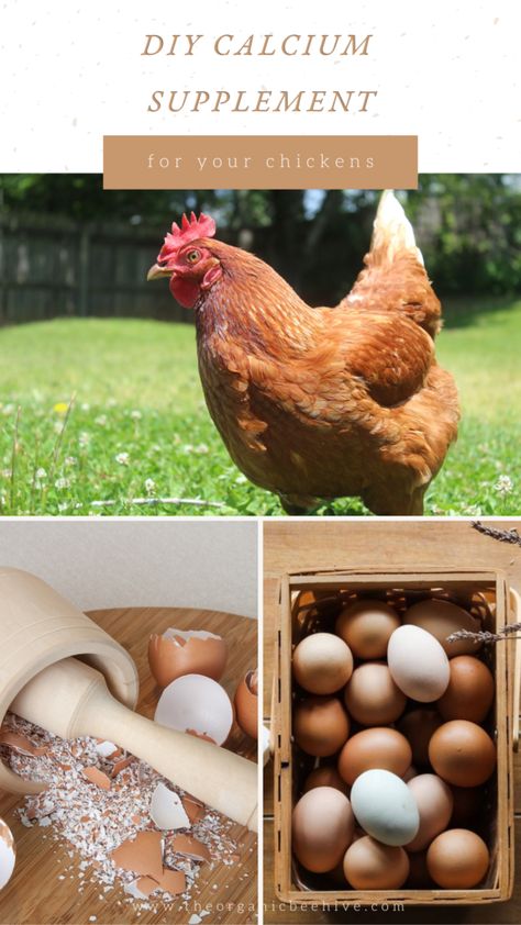 How To Prepare Eggshells For Chickens To Eat Eggshells For Chickens, Chicken Diet, Homestead Animals, Chicken Coop Run, Chicken Eating, Egg Production, Chicken Feed, Food Out, Oyster Shells