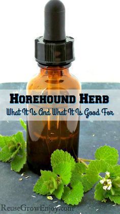 When it comes to herbal remedies, white horehound herb stands right up there. White horehound helps protect your immune system and is said to be helpful White Horehound, Herbal Remedies Recipes, Herb Gardening, Home Remedy For Cough, Cold Home Remedies, Herbs For Health, Cough Remedies, Daily Health Tips, Homemade Remedies