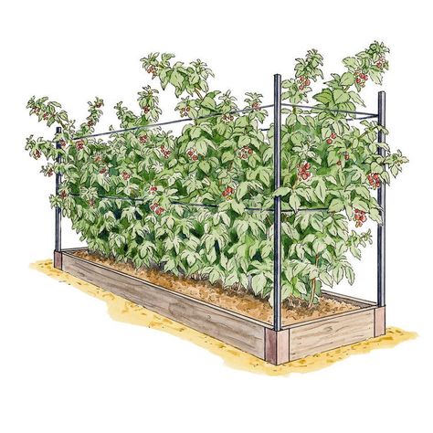 Raspberry Trellis, Companion Planting Vegetables, Growing Raspberries, Raspberry Plants, Berry Garden, Vegetable Harvest, Garden Planner, Royal Garden, Mediterranean Garden