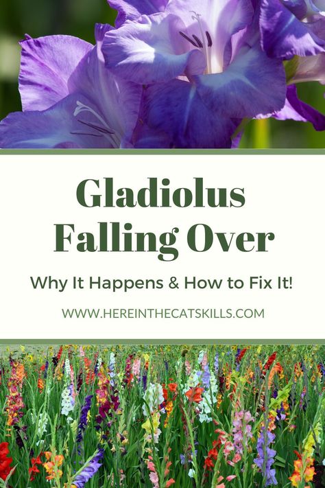 Gladiolus Growing Tips, Gladiolus Planting Ideas, Gladiolus Garden Ideas, Growing Gladiolus Bulbs, When To Plant Gladiolus Bulbs, Gladiolus Flower Garden, Gladiolus Garden Design, Gladiolus Landscaping Ideas, How To Plant Gladiolus Bulbs