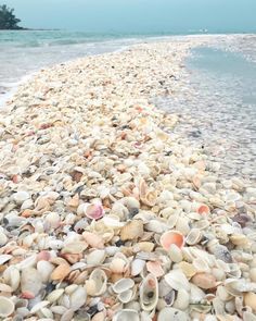 Best Shelling Beaches, Florida Vacation Spots, Beaches In Florida, Florida Travel Destinations, Florida Travel Guide, Shells And Sand, Florida Adventures, Sea Glass Beach, Visit Florida