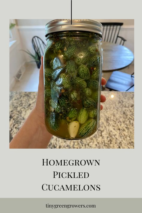 Cucamelons Recipes, Canning Cucamelons, Dill Pickled Cucamelons, Mouse Melon Recipes, Pickled Cucamelon Recipes, Pickled Cucamelon, Cucamelon Pickles, Mouse Melon, Cucamelon Recipes