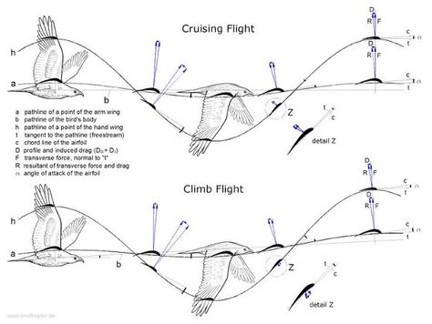 How Dragons Fly: When Biology Trumps Physics – Applaudience – Medium Birds Anatomy, Bird Flight, Principles Of Animation, Animation References, Animal Movement, Key Frame, Animation Storyboard, Animation Sketches, Animated Animals