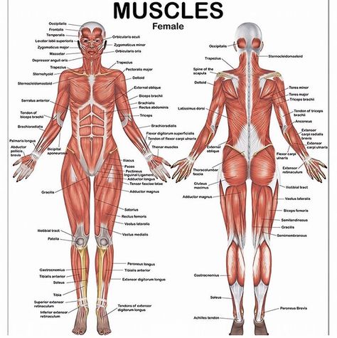 The muscular system is responsible for the movement of the human body. Attached to the bones of the skeletal system are about 700 named muscles that make up roughly half of a person's body weight. Each of these muscles is a discrete organ constructed of skeletal muscle tissue, blood vessels, tendons, and nerves. #medcallin #medcallinteam Muscles Female, Human Body Muscles, Body Muscle Anatomy, Muscular System Anatomy, Human Muscular System, Muscle Diagram, Human Muscle Anatomy, Muscle System, Body Diagram